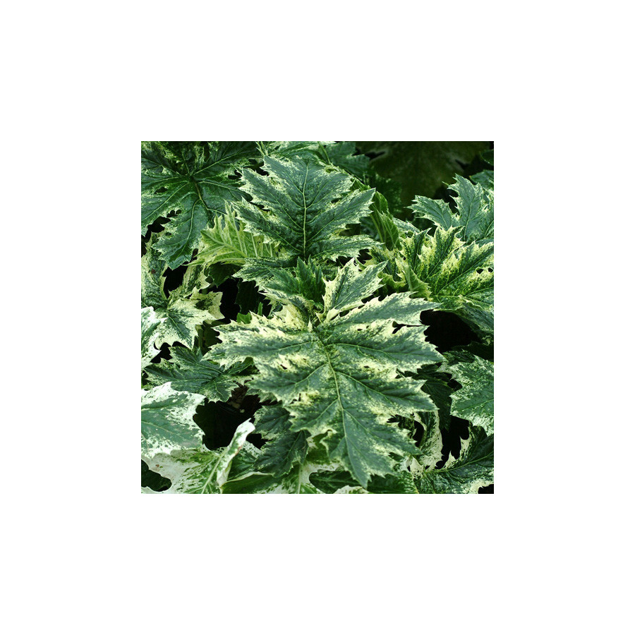 plantes-vivaces-acanthus-mollis-tasmanian-angel-acanthe-en-vente-pepiniere-lepage-