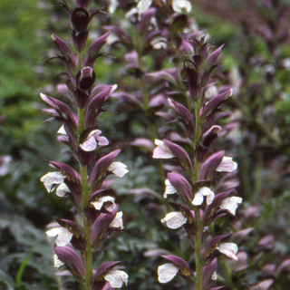 plantes-vivaces-acanthus-spinosus-acanthe-epineuse-en-vente-pepiniere-lepage-