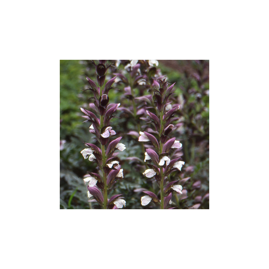 Plantes Vivaces ACANTHUS spinosus - Acanthe épineuse en vente - Pépinière Lepage .