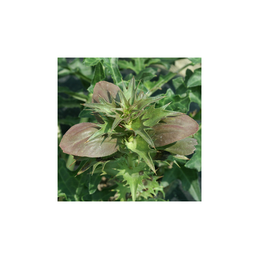 Plantes Vivaces ACANTHUS spinosus - Acanthe épineuse en vente - Pépinière Lepage .