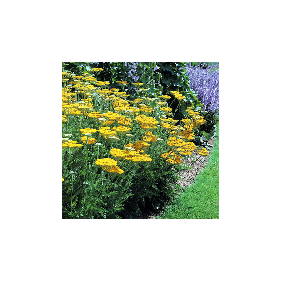 plantes-vivaces-achillea-coronation-gold-achillee-en-vente-pepiniere-lepage-