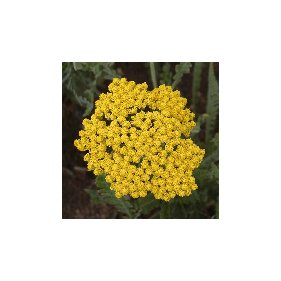 plantes-vivaces-achillea-coronation-gold-achillee-en-vente-pepiniere-lepage-