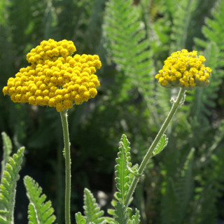 plantes-vivaces-achillea-coronation-gold-achillee-en-vente-pepiniere-lepage-