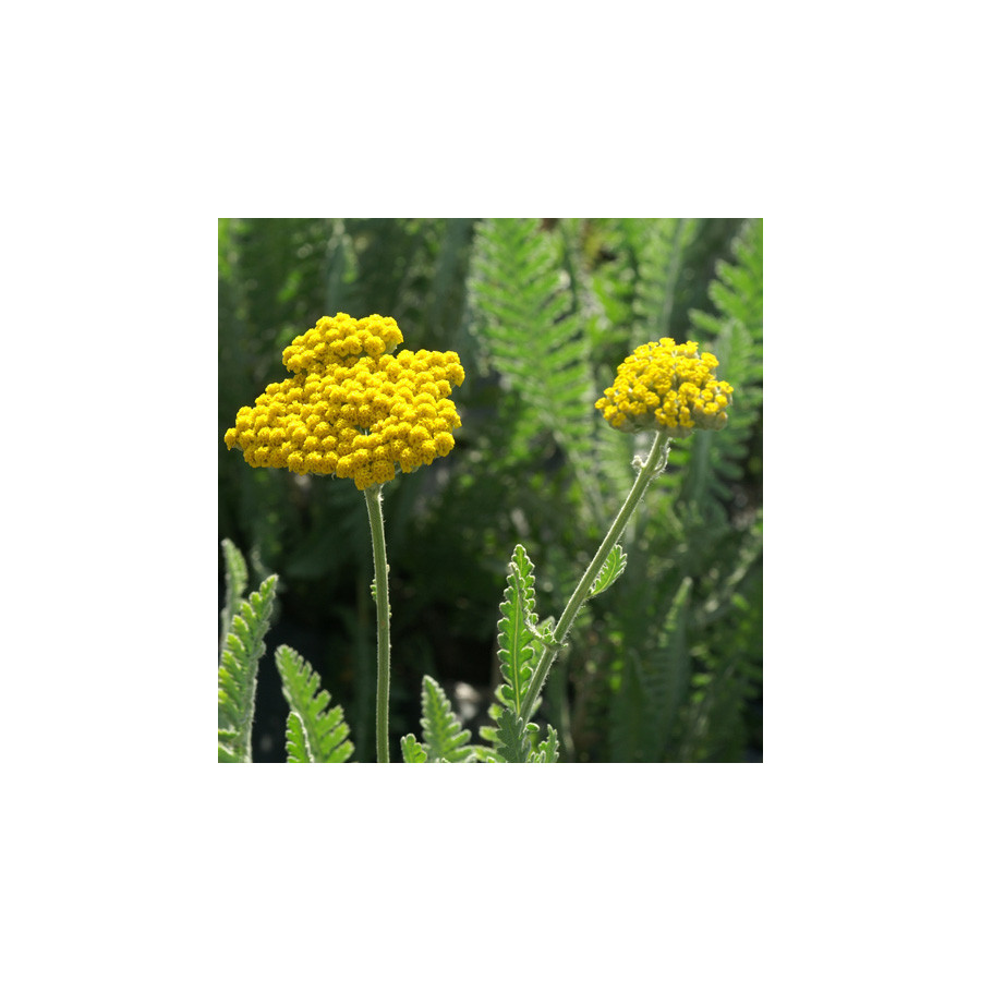 plantes-vivaces-achillea-coronation-gold-achillee-en-vente-pepiniere-lepage-