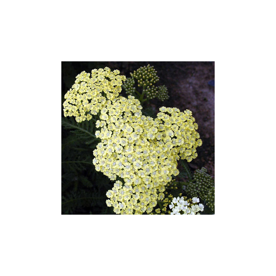 plantes-vivaces-achillea-credo-achillee-en-vente-pepiniere-lepage-