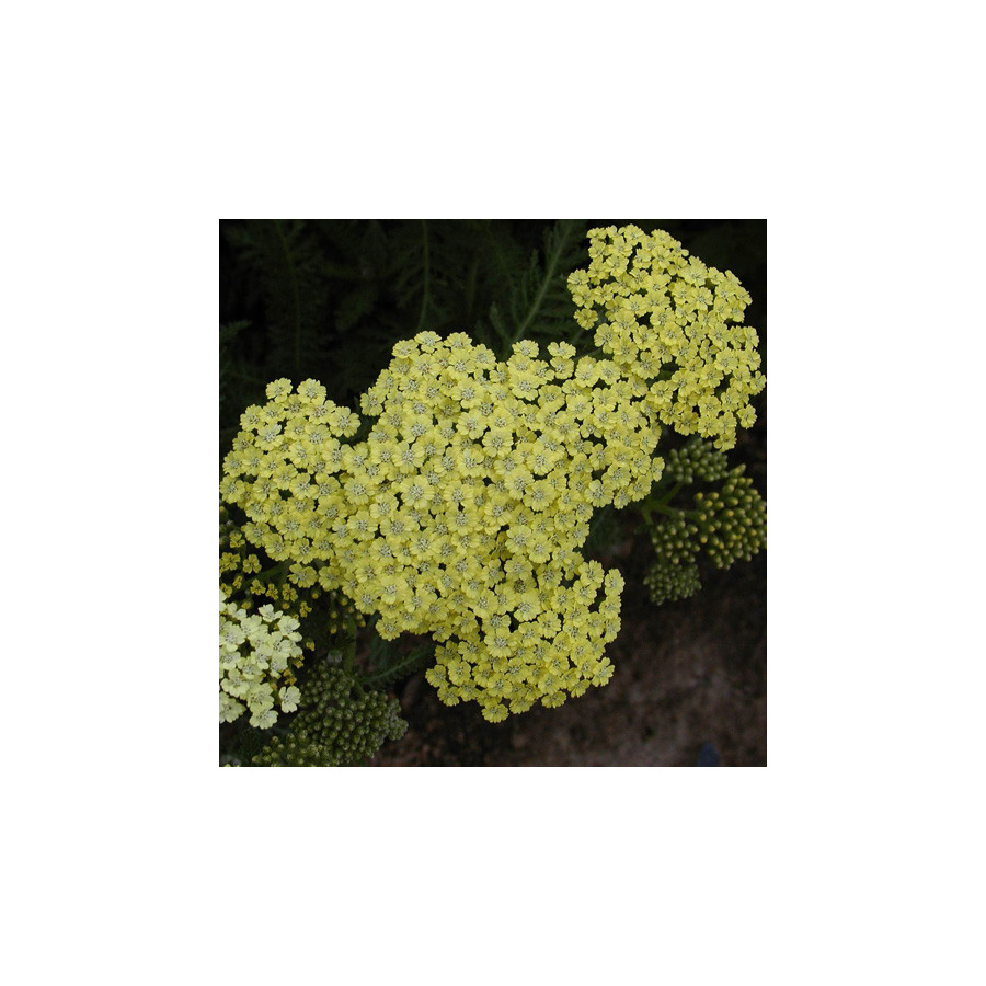 plantes-vivaces-achillea-credo-achillee-en-vente-pepiniere-lepage-