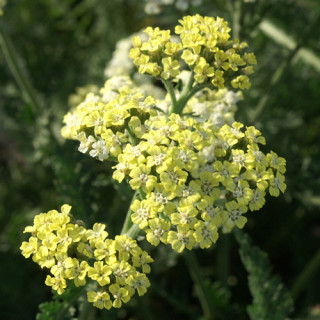 plantes-vivaces-achillea-credo-achillee-en-vente-pepiniere-lepage-