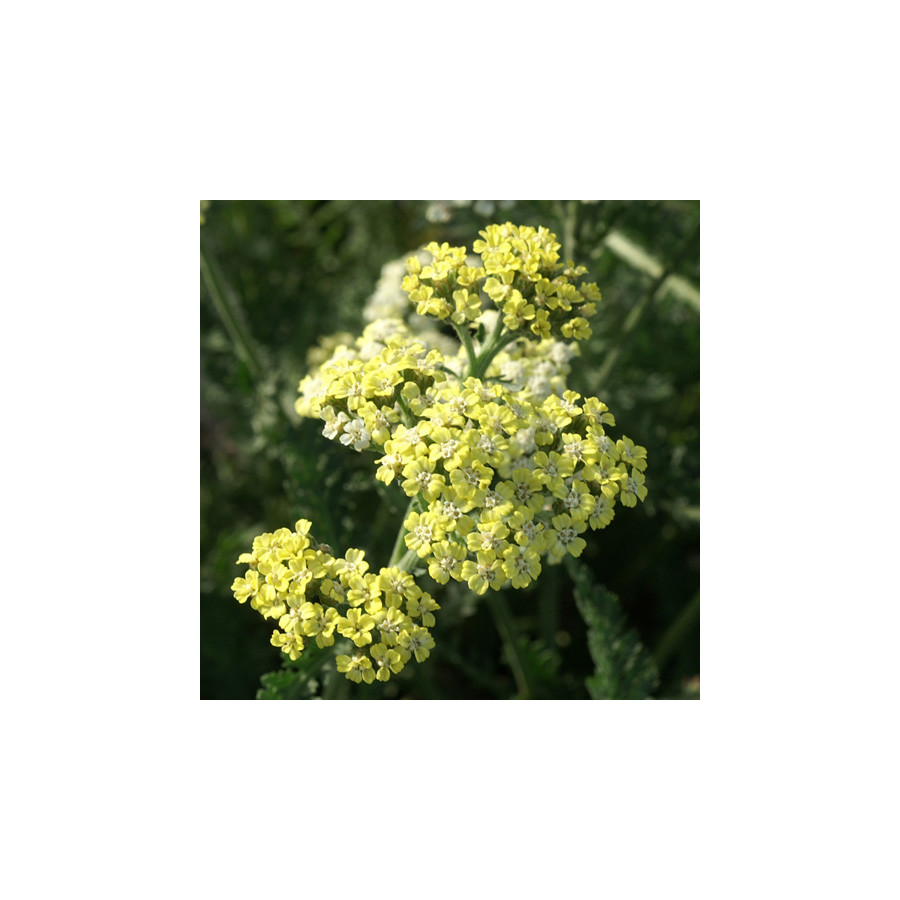 plantes-vivaces-achillea-credo-achillee-en-vente-pepiniere-lepage-