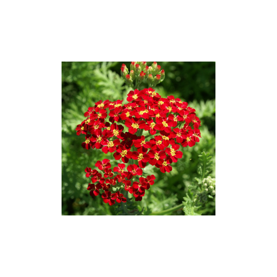 Plantes Vivaces ACHILLEA 'Fanal' - Achillée en vente - Pépinière Lepage .