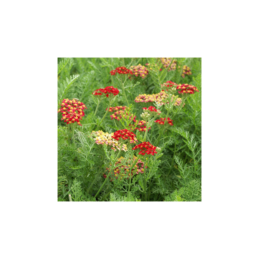 Plantes Vivaces ACHILLEA 'Fanal' - Achillée en vente - Pépinière Lepage .