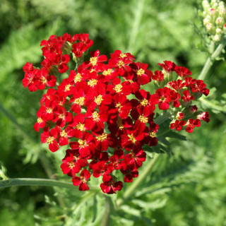 Plantes Vivaces ACHILLEA 'Fanal' - Achillée en vente - Pépinière Lepage .