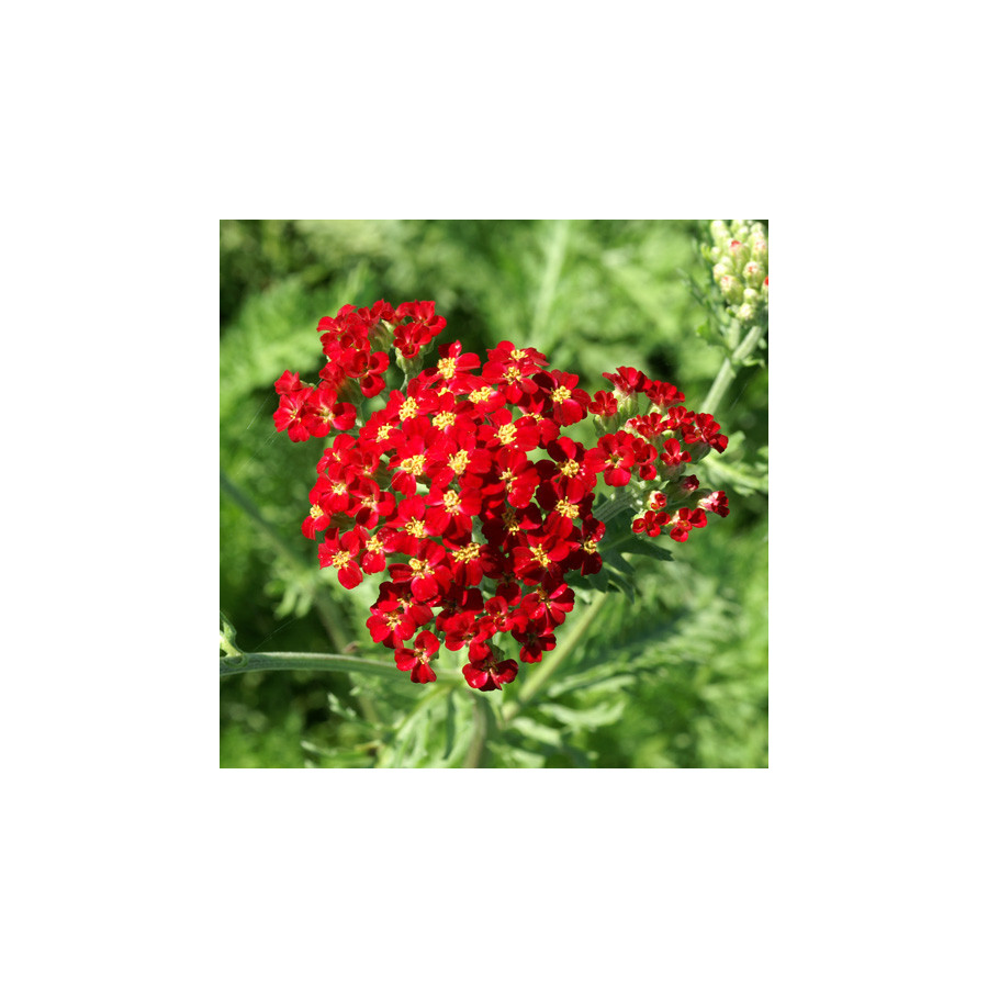 Plantes Vivaces ACHILLEA 'Fanal' - Achillée en vente - Pépinière Lepage .