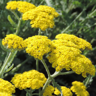 ACHILLEA 'Moonshine'