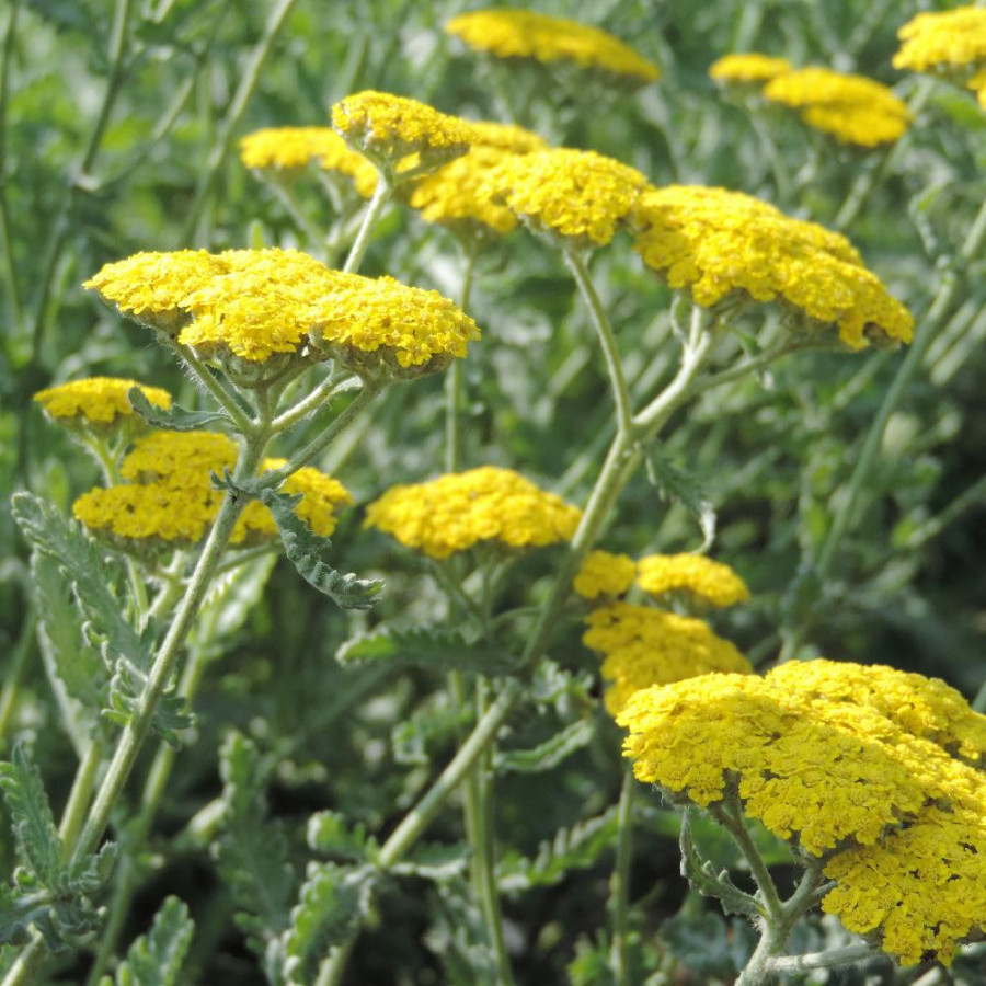 Plantes Vivaces ACHILLEA 'Moonshine' - Achillée en vente - Pépinière Lepage .