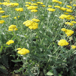 Plantes Vivaces ACHILLEA 'Moonshine' - Achillée en vente - Pépinière Lepage .