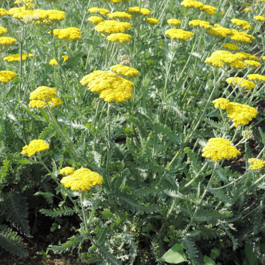 Plantes Vivaces ACHILLEA 'Moonshine' - Achillée en vente - Pépinière Lepage .
