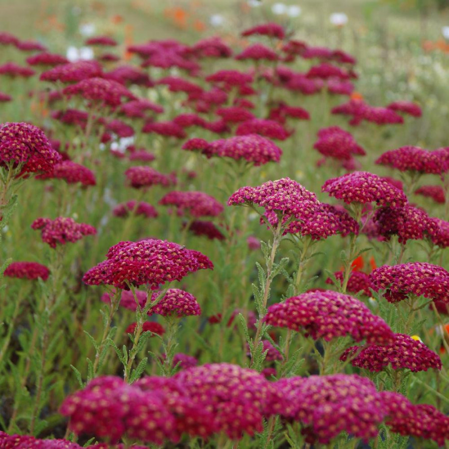 Plantes Vivaces ACHILLEA 'Pomegranate' - Achillée en vente - Pépinière Lepage .