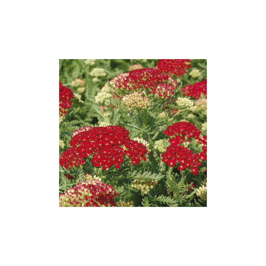 Plantes Vivaces ACHILLEA 'Pomegranate' - Achillée en vente - Pépinière Lepage .
