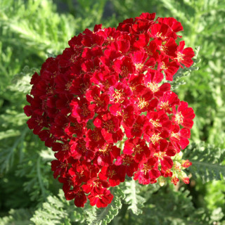 Plantes Vivaces ACHILLEA 'Pomegranate' - Achillée en vente - Pépinière Lepage .
