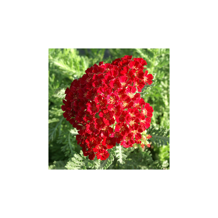 Plantes Vivaces ACHILLEA 'Pomegranate' - Achillée en vente - Pépinière Lepage .