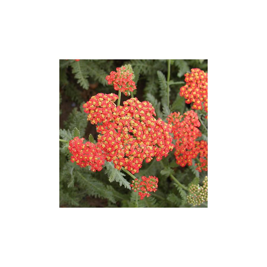 plantes-vivaces-achillea-safran-achillee-en-vente-pepiniere-lepage-