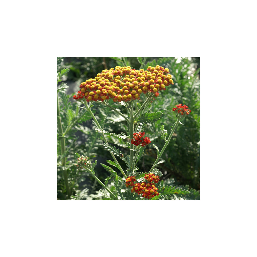 plantes-vivaces-achillea-safran-achillee-en-vente-pepiniere-lepage-