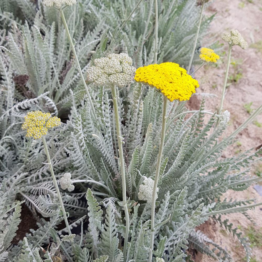 Plantes Vivaces ACHILLEA 'Schwellenburg' - Achillée en vente - Pépinière Lepage .