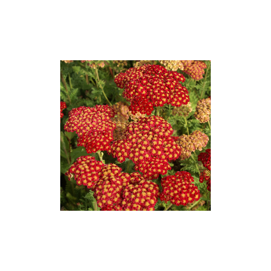 plantes-vivaces-achillea-strawberry-seduction-achillee-en-vente-pepiniere-lepage-