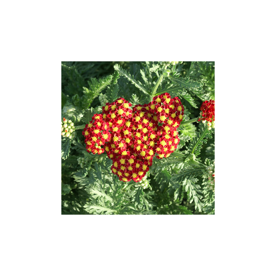 plantes-vivaces-achillea-strawberry-seduction-achillee-en-vente-pepiniere-lepage-