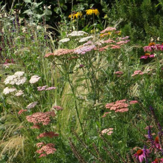 plantes-vivaces-achillea-summer-pastels-achillee-en-vente-pepiniere-lepage-