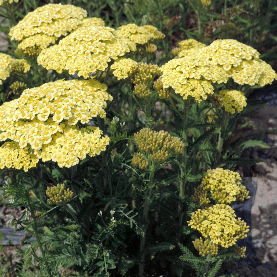 plantes-vivaces-achillea-sunny-seduction-achillee-en-vente-pepiniere-lepage-