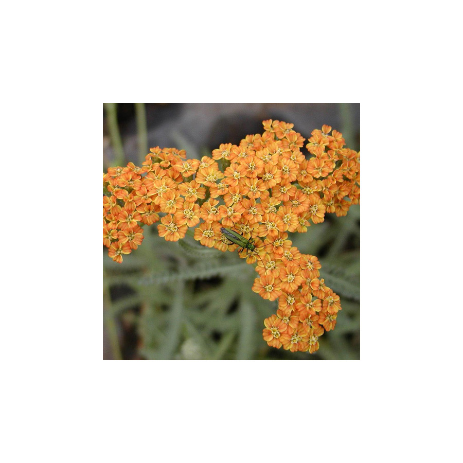 plantes-vivaces-achillea-terracotta-achillee-en-vente-pepiniere-lepage-