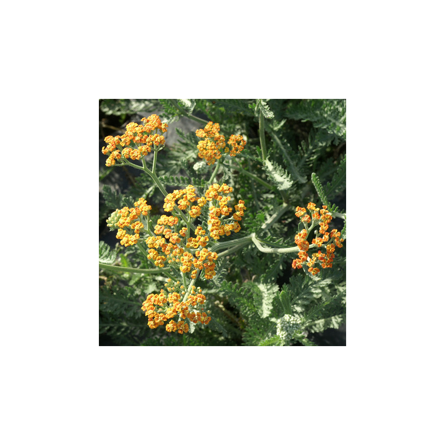 plantes-vivaces-achillea-terracotta-achillee-en-vente-pepiniere-lepage-
