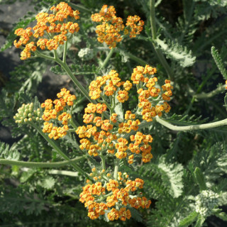 plantes-vivaces-achillea-terracotta-achillee-en-vente-pepiniere-lepage-