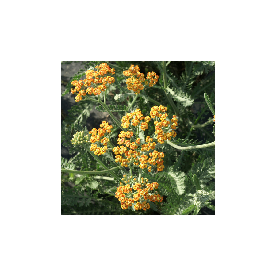plantes-vivaces-achillea-terracotta-achillee-en-vente-pepiniere-lepage-