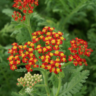 plantes-vivaces-achillea-walther-funcke-achillee-en-vente-pepiniere-lepage-