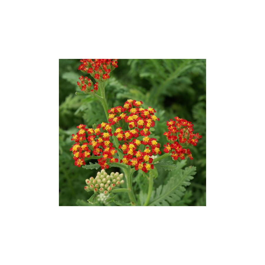 plantes-vivaces-achillea-walther-funcke-achillee-en-vente-pepiniere-lepage-