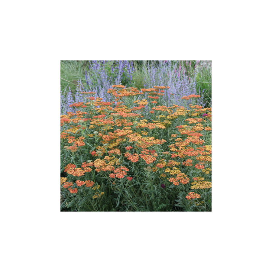 plantes-vivaces-achillea-walther-funcke-achillee-en-vente-pepiniere-lepage-