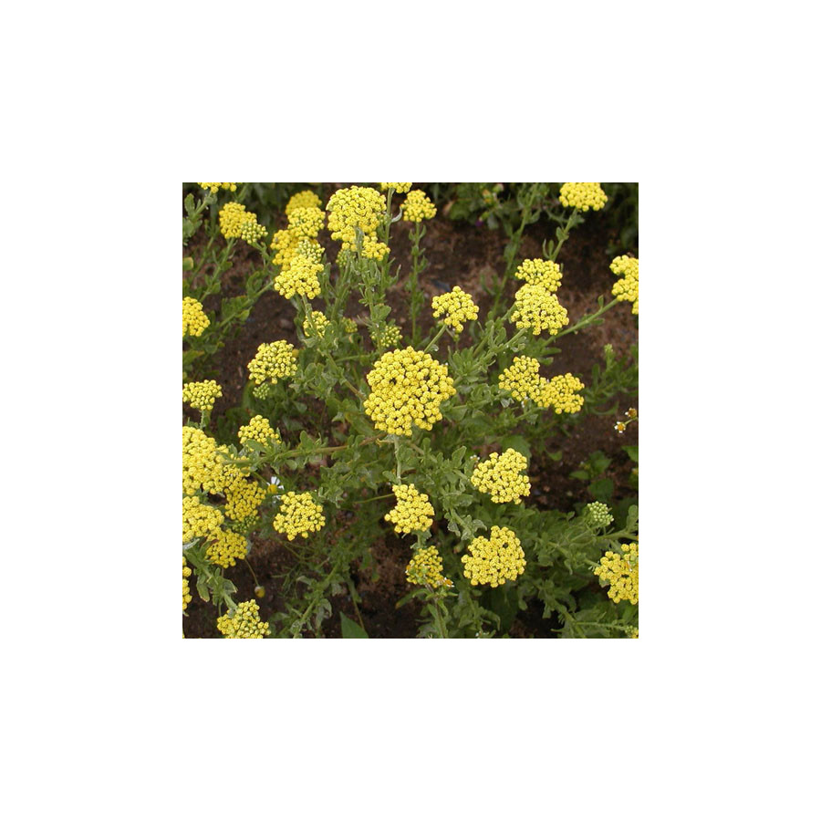 Plantes Vivaces ACHILLEA ageratum - Achillée à feuilles d'agératum en vente - Pépinière Lepage .