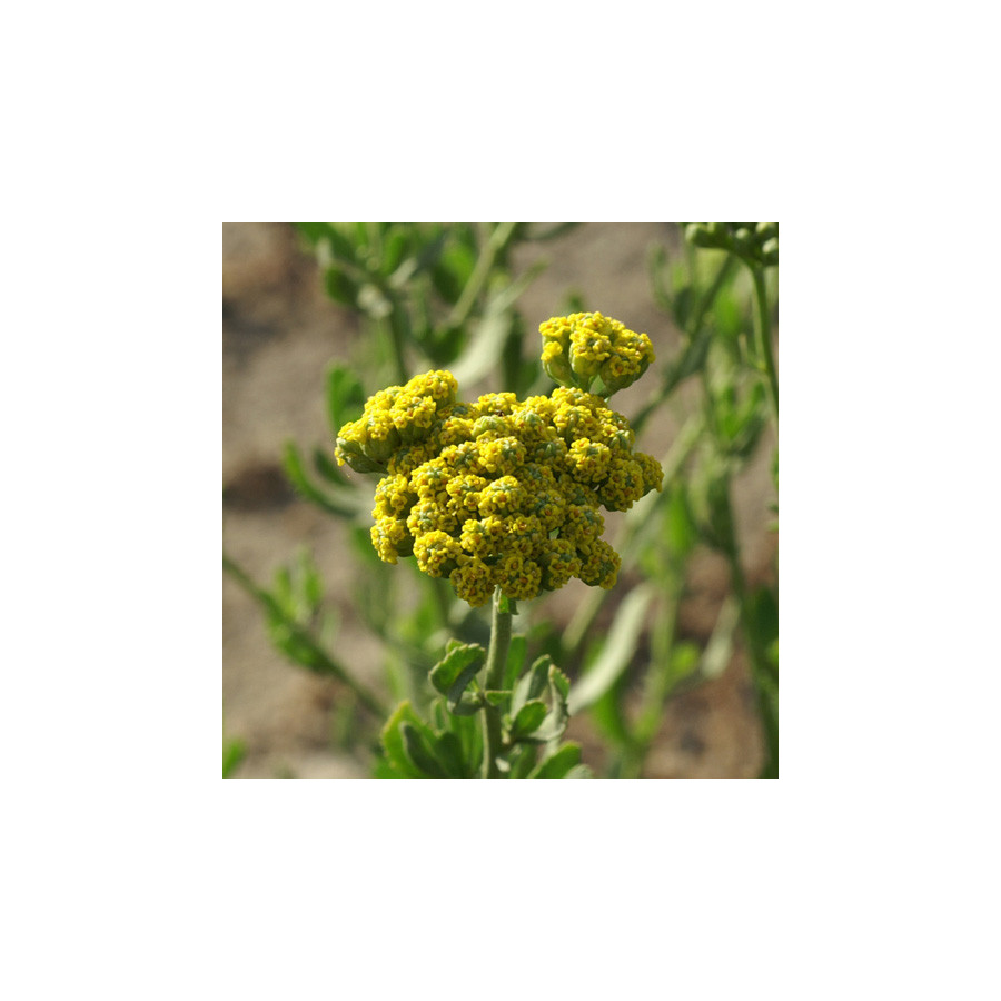 Plantes Vivaces ACHILLEA ageratum - Achillée à feuilles d'agératum en vente - Pépinière Lepage .