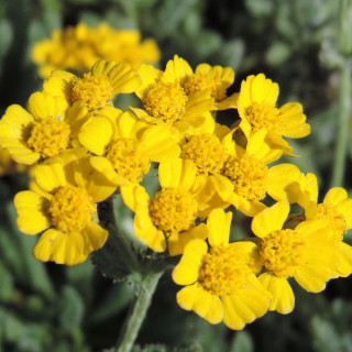 ACHILLEA chrysocoma 'Grandiflora'
