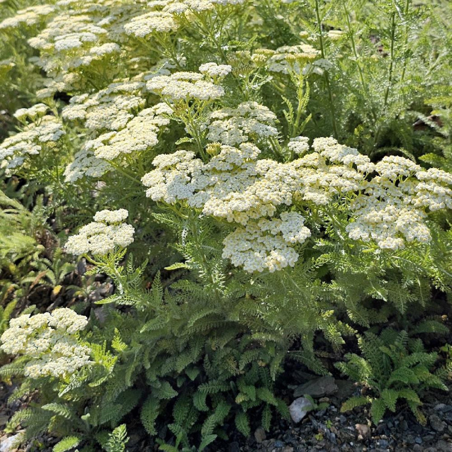 plantes-vivaces-achillea-crithmifolia-achillee-en-vente-pepiniere-lepage-