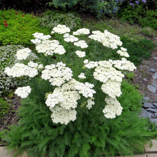 plantes-vivaces-achillea-crithmifolia-achillee-en-vente-pepiniere-lepage-