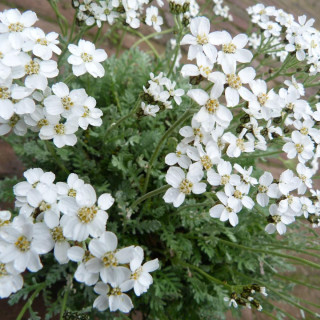 ACHILLEA kellereri