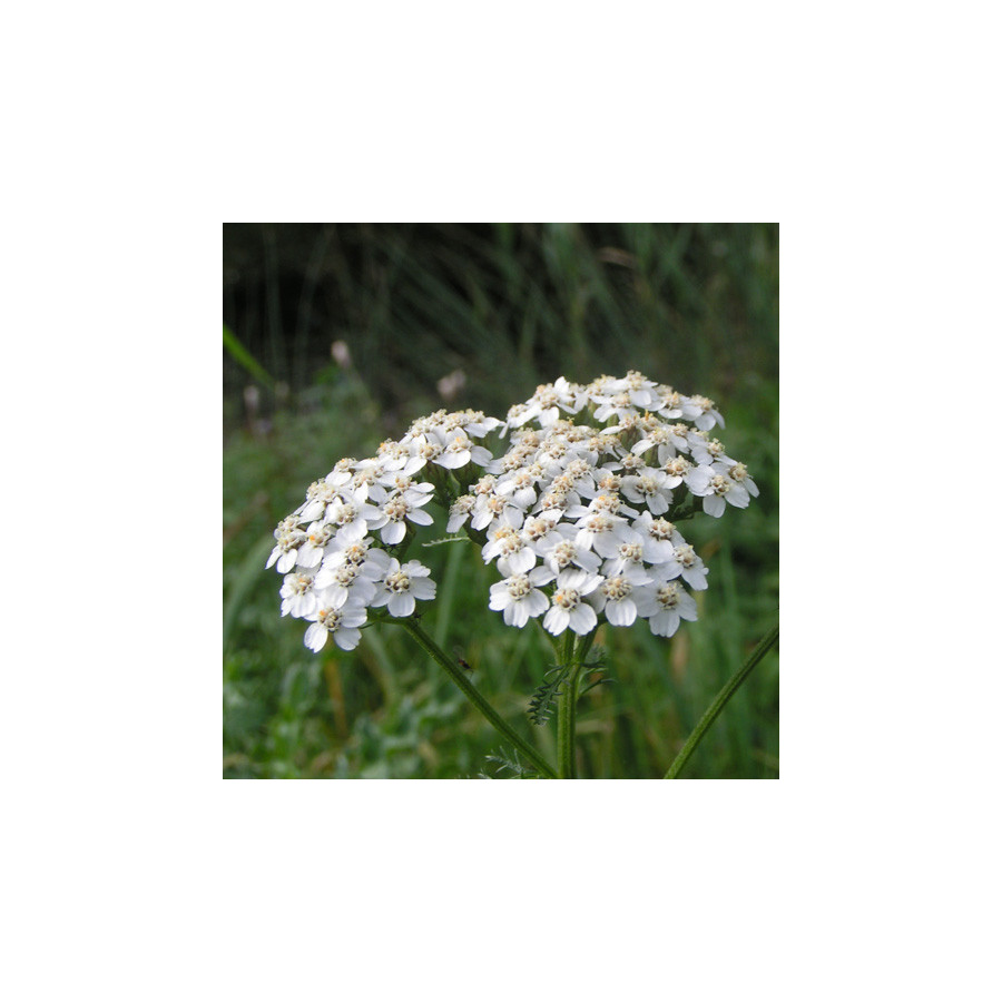 plantes-vivaces-achillea-millefolium-achillee-millefeuille-en-vente-pepiniere-lepage-