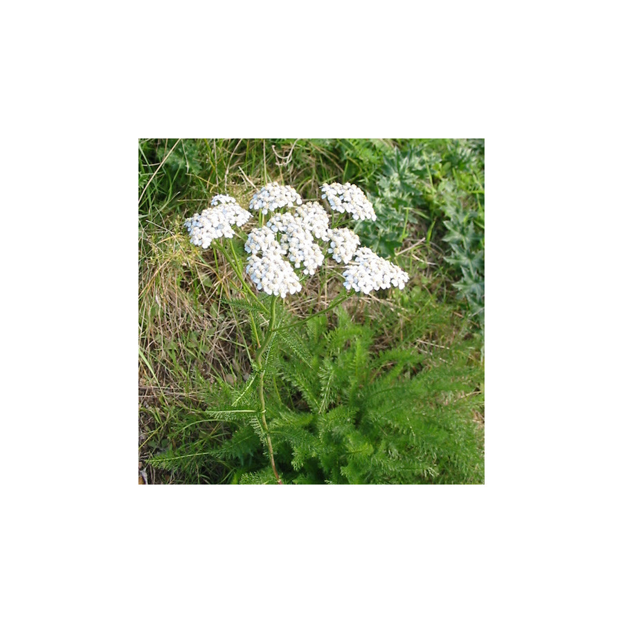 plantes-vivaces-achillea-millefolium-achillee-millefeuille-en-vente-pepiniere-lepage-