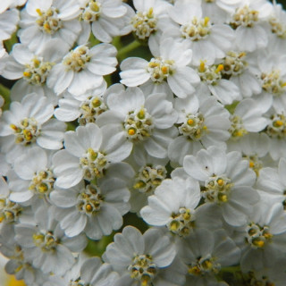 plantes-vivaces-achillea-millefolium-achillee-millefeuille-en-vente-pepiniere-lepage-