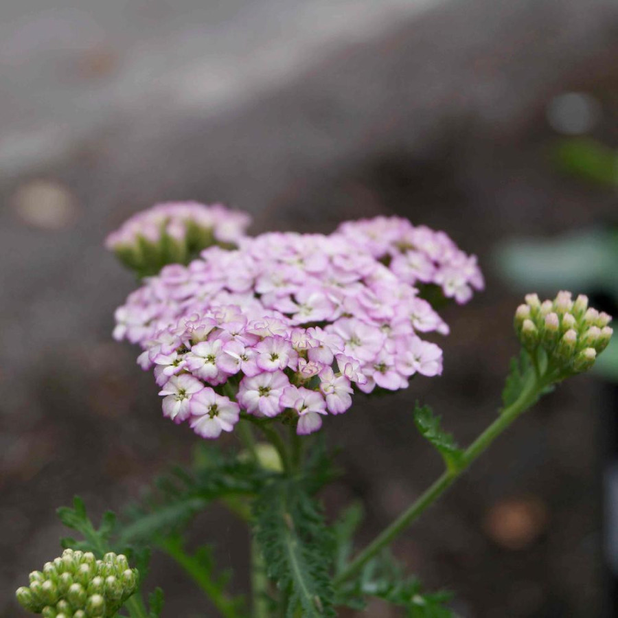 ACHILLEA millefolium 'Apfelblüte'