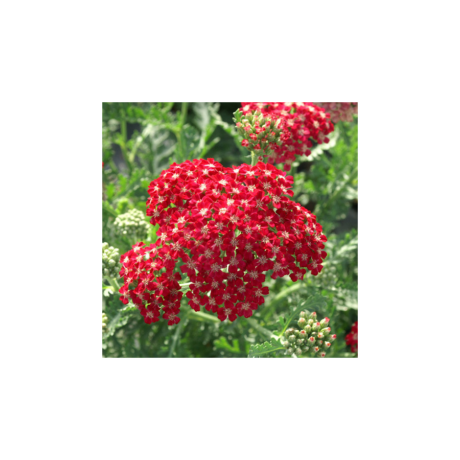 Plantes Vivaces ACHILLEA millefolium 'Braise' - Achillée millefeuille en vente - Pépinière Lepage .