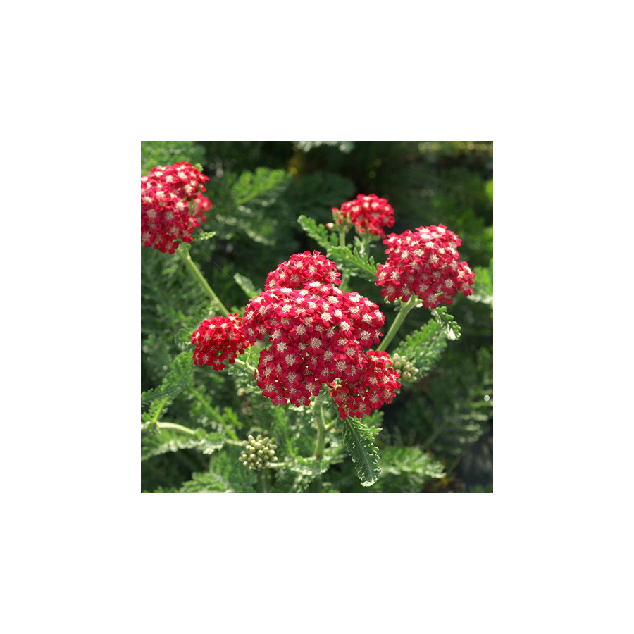 Plantes Vivaces ACHILLEA millefolium 'Braise' - Achillée millefeuille en vente - Pépinière Lepage .